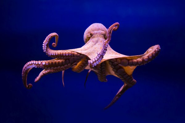 Kraken 24 top