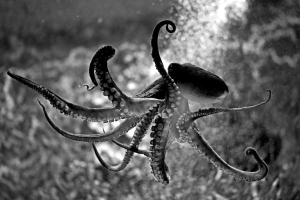 Kraken 12g